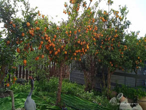 צימרים%20אלמוג%20,%20דלתון